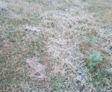 SIMEPAR CAPITAL E MAIS 37 CIDADES PARANAENSES TIVERAM A MENOR TEMPERATURA DO ANO NESTA TERÇA-FEIRA