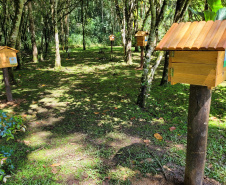 Dia Mundial da Abelha: Poliniza Paraná vai chegar a mais 11 complexos ambientais do Estado em 2025