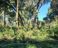IAT autuou a responsável por uma propriedade rural de Guarapuava em R$ 322 mil por desmatamento ilegal da Mata Atlântica.