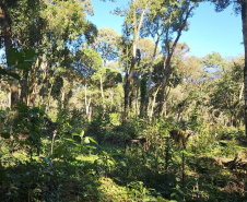 IAT autuou a responsável por uma propriedade rural de Guarapuava em R$ 322 mil por desmatamento ilegal da Mata Atlântica.