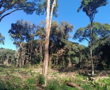 IAT autuou a responsável por uma propriedade rural de Guarapuava em R$ 322 mil por desmatamento ilegal da Mata Atlântica.