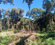 IAT autuou a responsável por uma propriedade rural de Guarapuava em R$ 322 mil por desmatamento ilegal da Mata Atlântica.