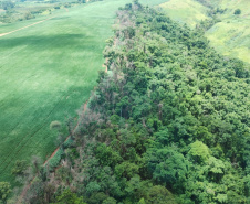  IAT identificou 478 hectares de área de vegetação danificada por fogo em quatro fazendas de Ribeirão Claro, no Norte Pioneiro