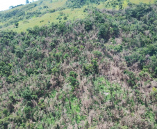  IAT identificou 478 hectares de área de vegetação danificada por fogo em quatro fazendas de Ribeirão Claro, no Norte Pioneiro
