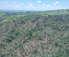  IAT identificou 478 hectares de área de vegetação danificada por fogo em quatro fazendas de Ribeirão Claro, no Norte Pioneiro