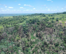  IAT identificou 478 hectares de área de vegetação danificada por fogo em quatro fazendas de Ribeirão Claro, no Norte Pioneiro