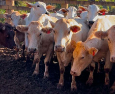 Melhoramento genético da raça Purunã deve ampliar oferta e elevar qualidade da carne