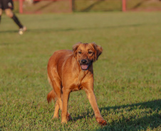 ESPORTE PARANÁ BOM DE BOLA