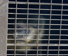 Operação coordenada pelo Instituto Água e Terra resgatou e encaminhou para o Zoológico Municipal de Curitiba 20 macacos-prego que viviam em cativeiros clandestinos