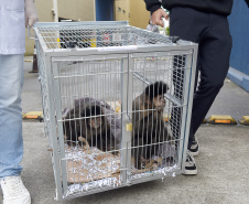 Operação coordenada pelo Instituto Água e Terra resgatou e encaminhou para o Zoológico Municipal de Curitiba 20 macacos-prego que viviam em cativeiros clandestinos
