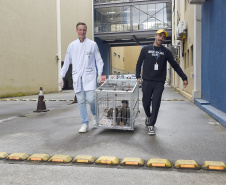 Operação coordenada pelo Instituto Água e Terra resgatou e encaminhou para o Zoológico Municipal de Curitiba 20 macacos-prego que viviam em cativeiros clandestinos