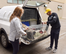 Operação coordenada pelo Instituto Água e Terra resgatou e encaminhou para o Zoológico Municipal de Curitiba 20 macacos-prego que viviam em cativeiros clandestinos