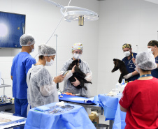 Operação coordenada pelo Instituto Água e Terra resgatou e encaminhou para o Zoológico Municipal de Curitiba 20 macacos-prego que viviam em cativeiros clandestinos