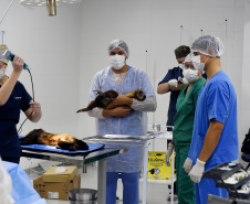 Operação coordenada pelo Instituto Água e Terra resgatou e encaminhou para o Zoológico Municipal de Curitiba 20 macacos-prego que viviam em cativeiros clandestinos
