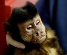 Operação coordenada pelo Instituto Água e Terra resgatou e encaminhou para o Zoológico Municipal de Curitiba 20 macacos-prego que viviam em cativeiros clandestinos