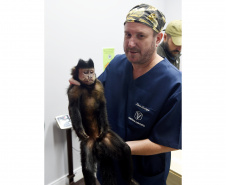 Operação coordenada pelo Instituto Água e Terra resgatou e encaminhou para o Zoológico Municipal de Curitiba 20 macacos-prego que viviam em cativeiros clandestinos