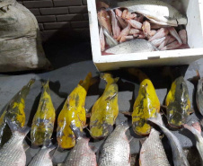 Ação do Instituto Água e Terra em conjunto com o Batalhão da Polícia Ambiental Força-Verde identificou dois indivíduos praticando a pesca predatória no Rio Ivaí, em Engenheiro Beltrão.