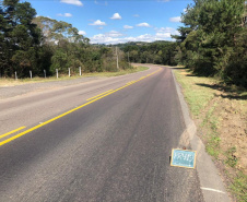 Copel alerta para riscos de acidentes com a rede elétrica na colheita do pinhão