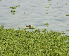 Minhocas, peixes, sapinhos e pequenos cactos: o ecossistema cheio de vida que só é possível de se encontrar no Paraná.