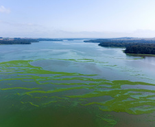 Minhocas, peixes, sapinhos e pequenos cactos: o ecossistema cheio de vida que só é possível de se encontrar no Paraná.