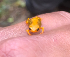 Minhocas, peixes, sapinhos e pequenos cactos: o ecossistema cheio de vida que só é possível de se encontrar no Paraná.