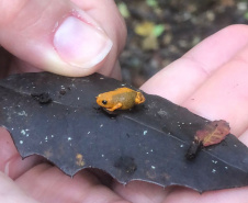 Minhocas, peixes, sapinhos e pequenos cactos: o ecossistema cheio de vida que só é possível de se encontrar no Paraná.