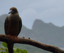 Parque Estadual Pico do Marumbi vai receber a nova edição do projeto Passarinhar, neste sábado (10), dentro do Global Big Day