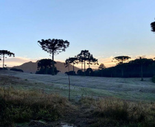 Onda de frio no campo: IDR-Paraná reforça cuidados em culturas mais sensíveis