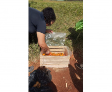 Educação ambiental: estudantes de colégio estadual em Arapoti transformam lixo orgânico em adubo para horta