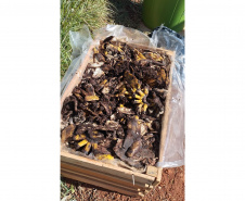 Educação ambiental: estudantes de colégio estadual em Arapoti transformam lixo orgânico em adubo para horta