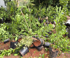 operação contra o greening  em Cornélio Procópio e Londrina.