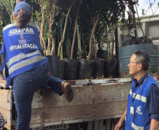 operação contra o greening  em Cornélio Procópio e Londrina.