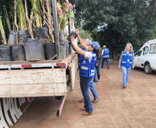 operação contra o greening  em Cornélio Procópio e Londrina.