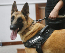 Cão perito encontra prova com vestígios de sangue em local de crime