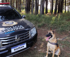 Cão perito encontra prova com vestígios de sangue em local de crime