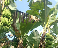 ADAPAR - matéria bananicultura com uso de drones no Litoral