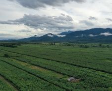 ADAPAR - matéria bananicultura com uso de drones no Litoral