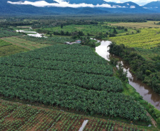 ADAPAR - matéria bananicultura com uso de drones no Litoral