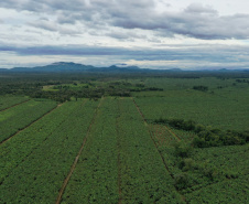 ADAPAR - matéria bananicultura com uso de drones no Litoral
