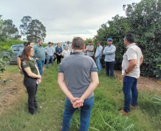 Fiscais catarinenses e gaúchos conhecem experiência do Paraná no combate ao greening
