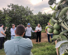Fiscais catarinenses e gaúchos conhecem experiência do Paraná no combate ao greening