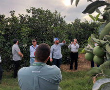 Fiscais catarinenses e gaúchos conhecem experiência do Paraná no combate ao greening