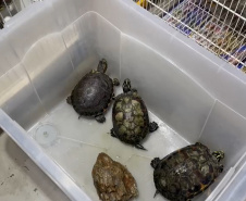 PCPR deflagra operação para desarticular um dos maiores grupos de tráfico internacional de animais do País