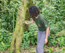 COPEL - Florestas protegidas pela Copel abrigam espécies vulneráveis da flora nativa