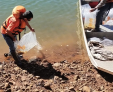 Rio Iguaçu recebe 5 mil surubins criados em estação ambiental da Copel
