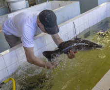 Rio Iguaçu recebe 5 mil surubins criados em estação ambiental da Copel