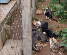 PCPR indicia dois homens por maus tratos contra 12 gatos em Teixeira Soares