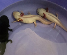 IAT ANIMAIS FAUNA SILVESTRE RESGATADOS