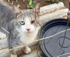 PCPR indicia dois homens por maus tratos contra 12 gatos em Teixeira Soares