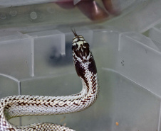 IAT ANIMAIS FAUNA SILVESTRE RESGATADOS